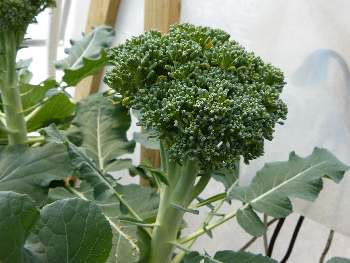 Hydroponic broccoli