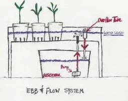 Ebb & Flow Hydroponics