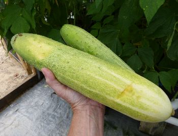 Hydroponically grown cucumber