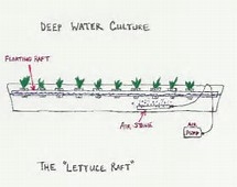 Deep Water Culture Lettuce Raft