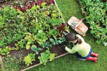 Woman working in a raised-bed vegetable garden.