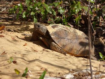 Gopher Tortoises